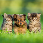 ASPCA #HappyHOWLidays Event! {10% off adoption fee code!}