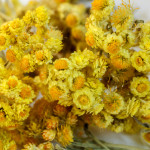 For Divine Skin – L’Occitane’s Immortelle Flower Anti-Aging Skincare