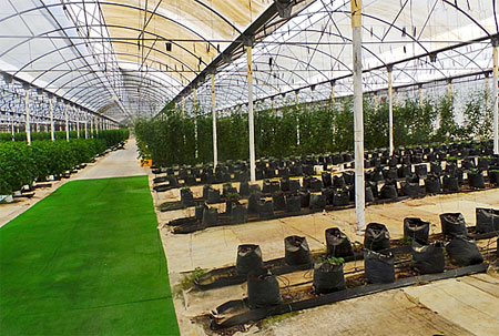 Private Greenhouse for the Karima Mexican Riviera Hotels