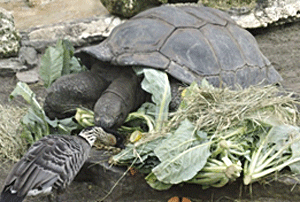 Busch Gardens tortoise
