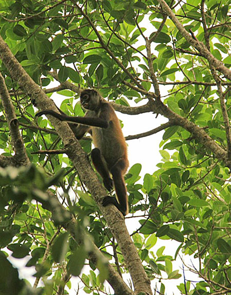 Generations Riviera Maya: Monkey in the rainforest